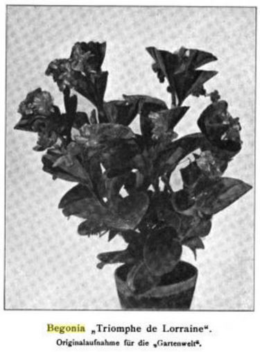 B. ‘Triomphe de Lorraine’